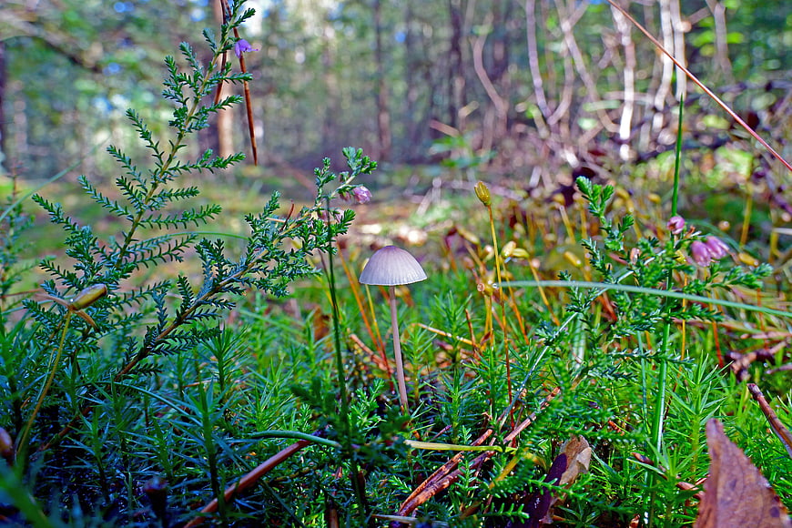Small grey mushroom growing in green forest undergrowth