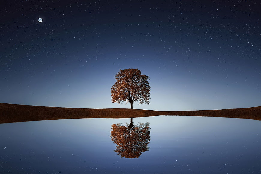 Lone Autumn Tree Reflected in Water Under Starry Night Sky