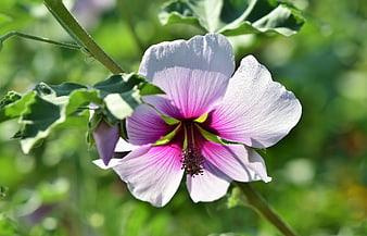 Close-up of a purple and white mallow flower with water droplets