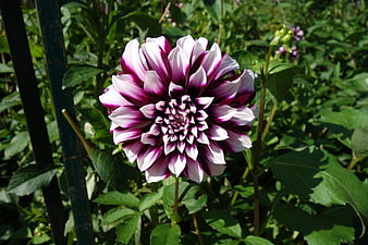 Vibrant Purple and White Dahlia Flower in Garden