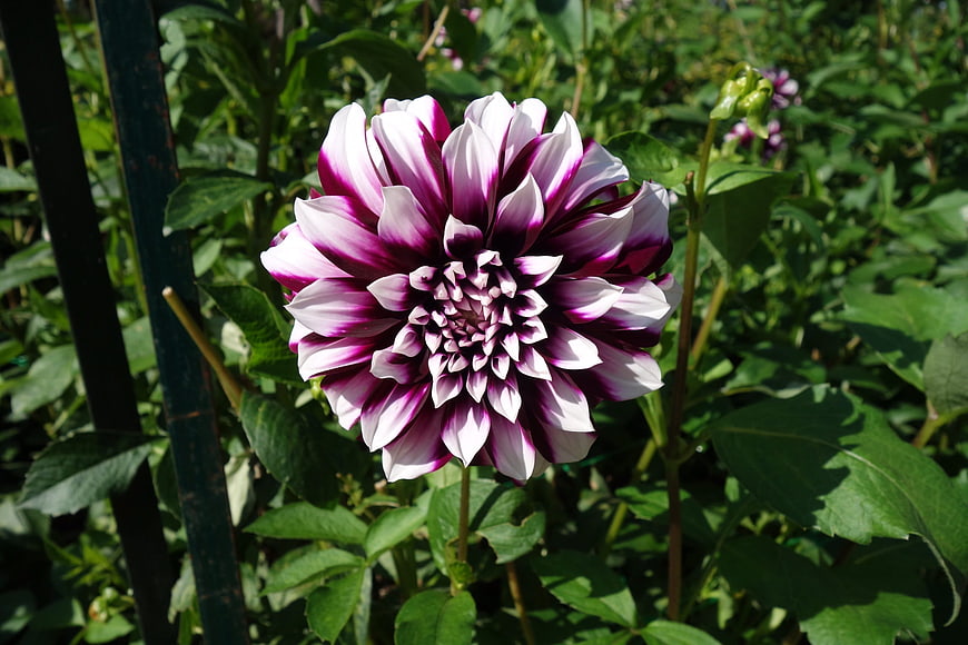 Vibrant Purple and White Dahlia Flower in Garden