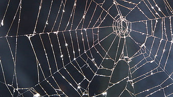 Glistening Spider Web with Dew Drops Against Dark Background
