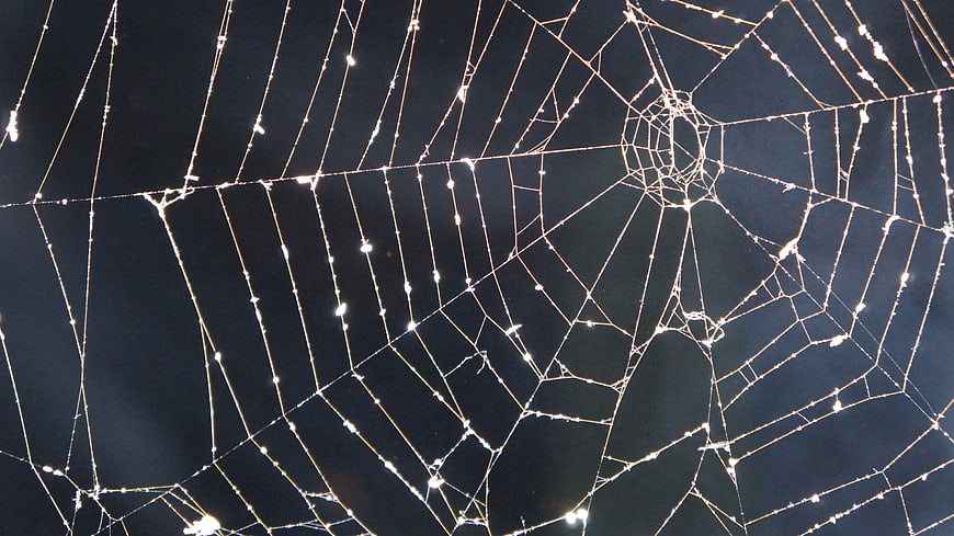 Glistening Spider Web with Dew Drops Against Dark Background