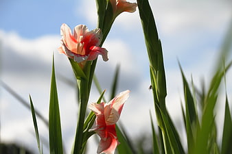 Pink and White Gladiolus Flowers Against Blue Sky