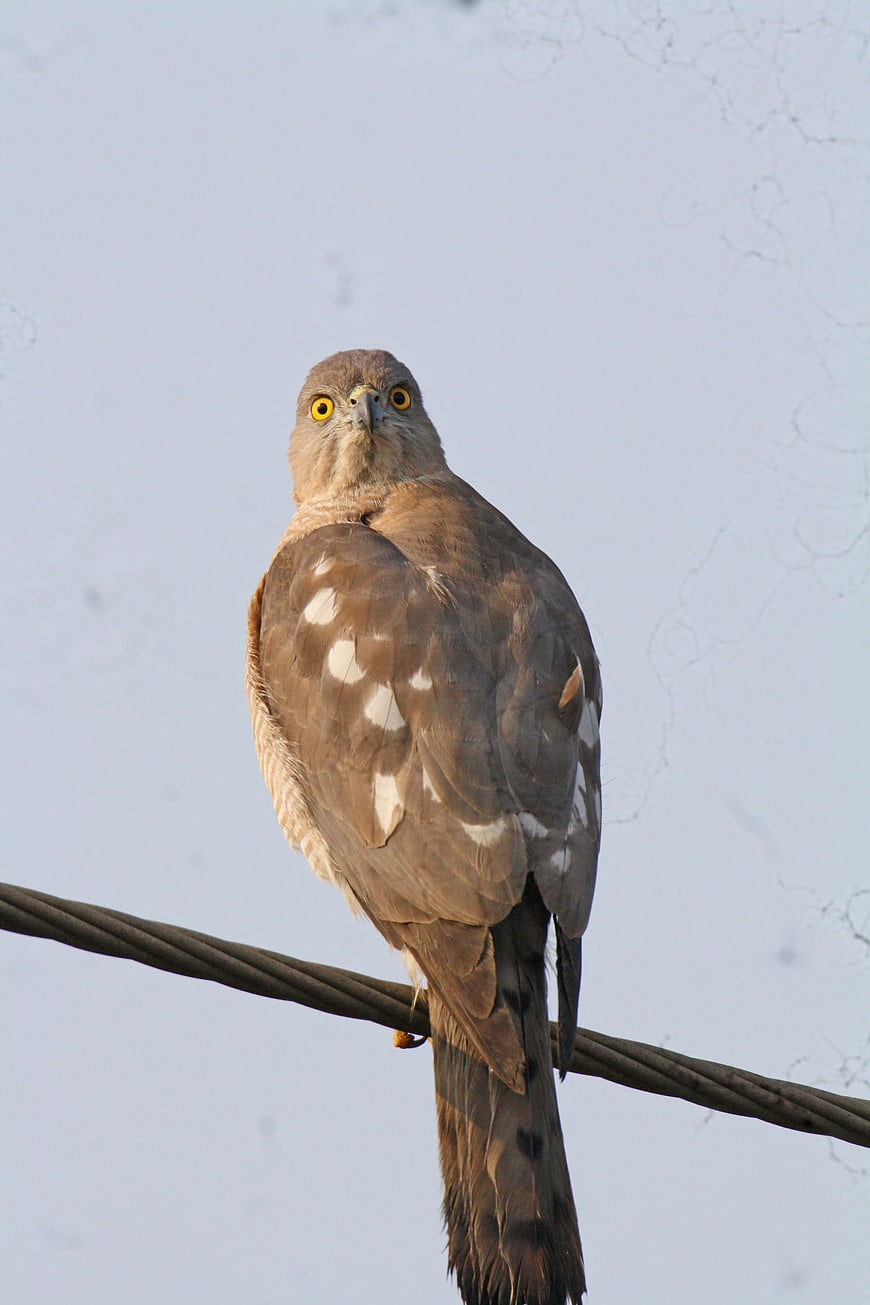 Shikra Bird Perched on Wire Against Sky