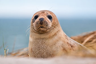 Close-up portrait of a gray seal on a sandy dune