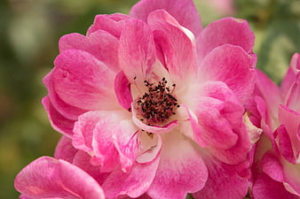 Close-up of vibrant pink rose with soft green background