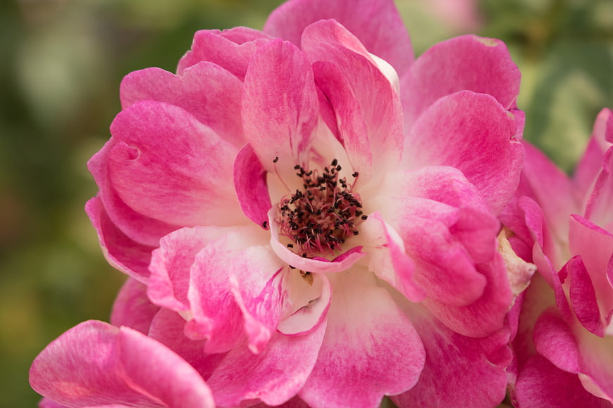 Close-up of vibrant pink rose with soft green background