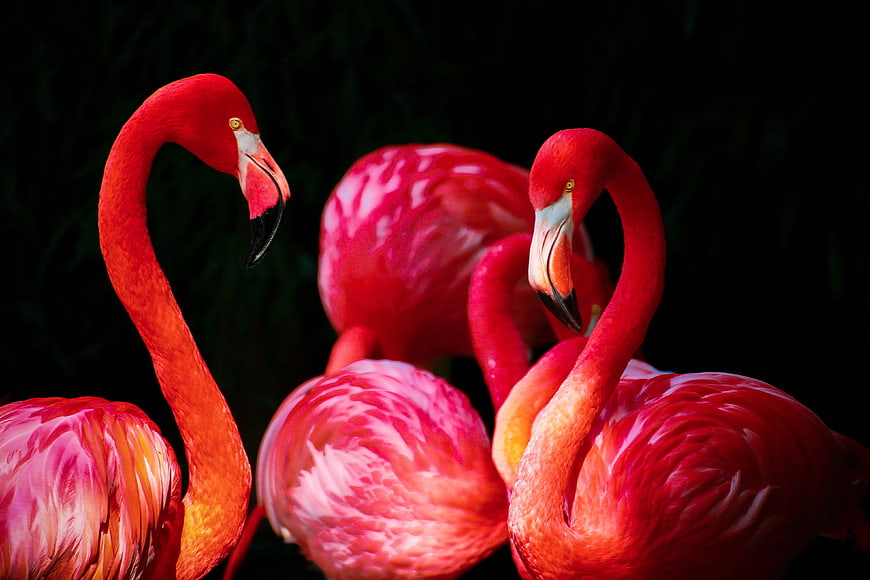 Vibrant Pink Flamingos Against Dark Background