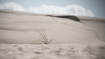 Minimalist Sand Dune Landscape With Sparse Dry Grass