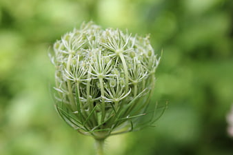 Close-up of Queen Anne's Lace flower bud in green meadow
