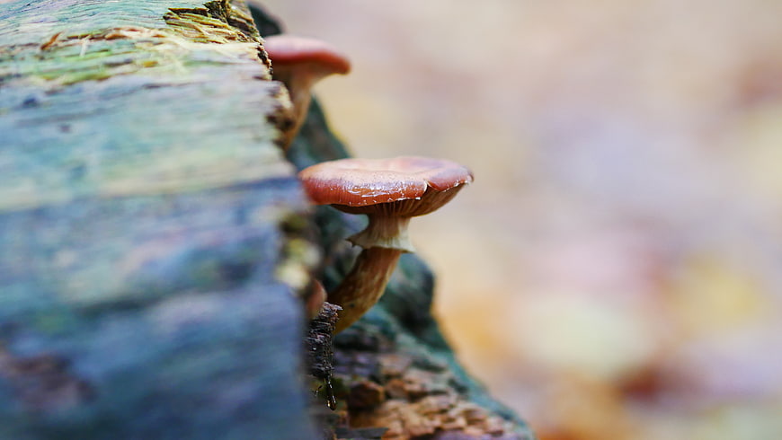 Close-up of brown mushrooms growing on a mossy log in autumn forest