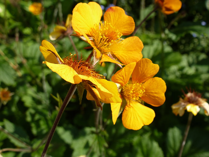 Vibrant Yellow Nelkwurz Flowers in a Sunlit Garden