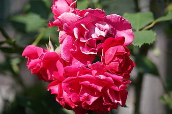 Vibrant Pink Rose Cluster in Sunlight