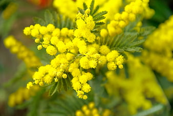 Vibrant Yellow Mimosa Flowers In Spring Garden