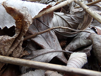Close-up of dry brown autumn leaves and twigs on forest floor