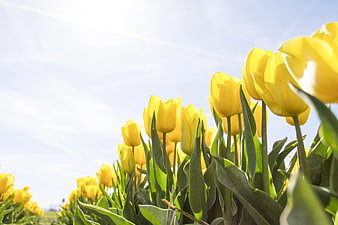 Bright Yellow Tulips in a Sunny Field with Blue Sky