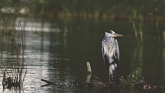 Grey Heron Standing in Marshy Wetland Water