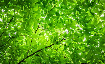 Vibrant Green Leaves Backlit by Sunlight in Spring Forest