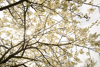 Sunlight shining through white cherry blossom branches
