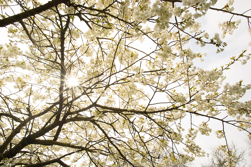 Sunlight shining through white cherry blossom branches