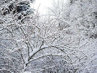 Snow-covered bare tree branches in winter forest