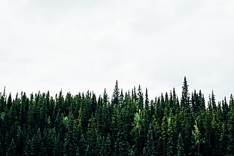 Dense evergreen forest canopy against overcast sky
