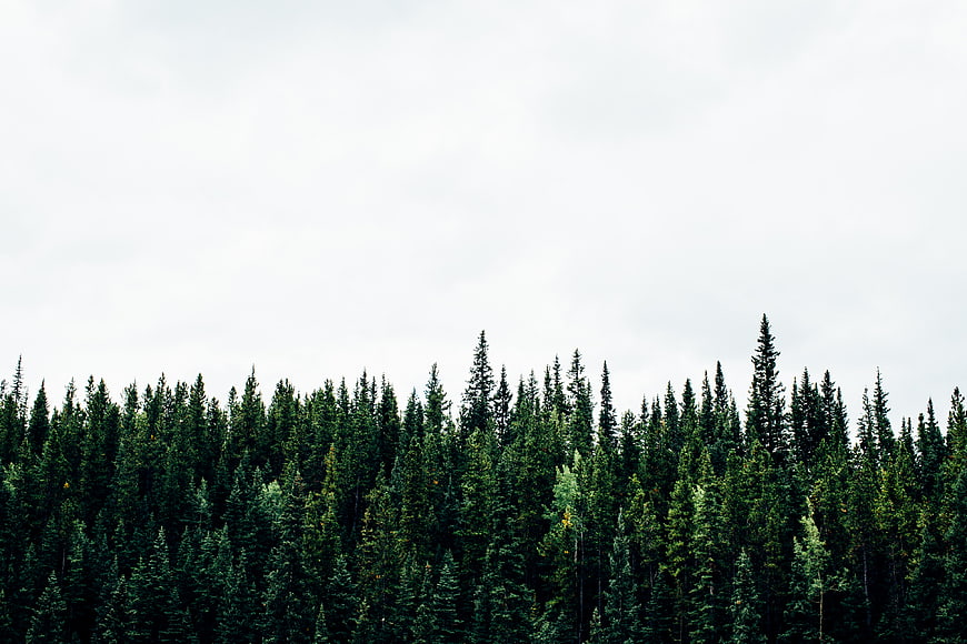 Dense evergreen forest canopy against overcast sky