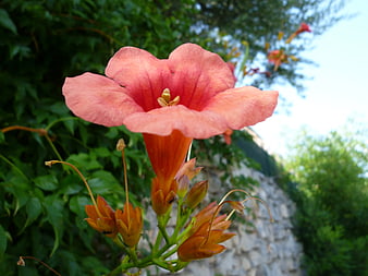Close-up of vibrant orange trumpet vine flower in garden