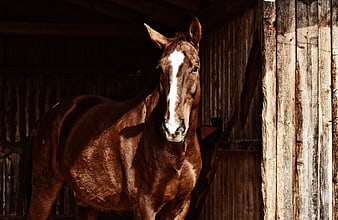 Brown Horse Portrait In Rustic Wooden Stable