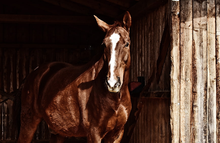 Brown Horse Portrait In Rustic Wooden Stable