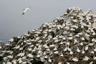 Northern Gannet Colony on Rocky Coastal Cliff