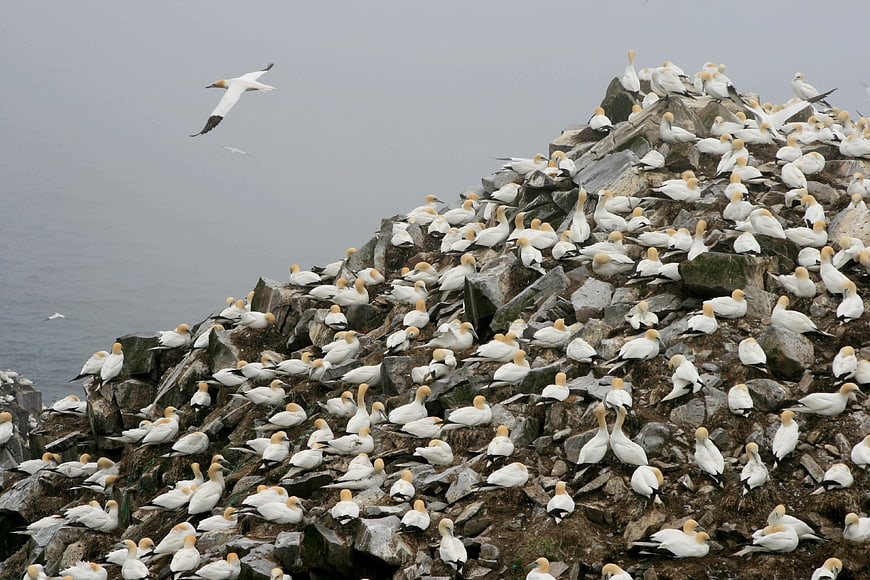 Northern Gannet Colony on Rocky Coastal Cliff