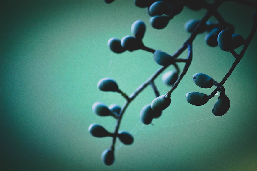 Close-up of dark berries on a branch against a teal background