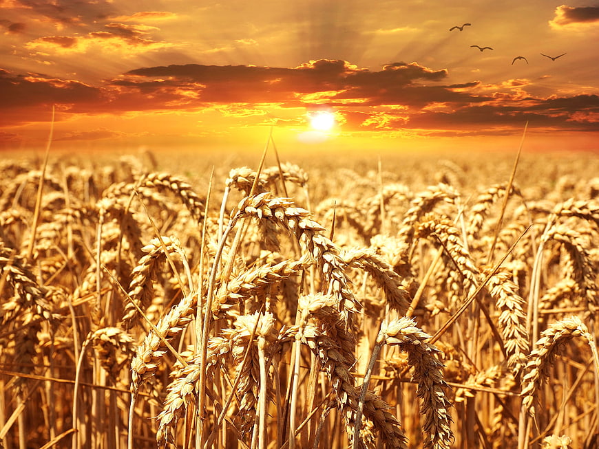 Golden Wheat Field at Sunset with Birds Flying