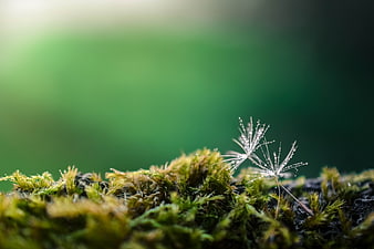 Macro shot of dandelion seeds with dewdrops on moss