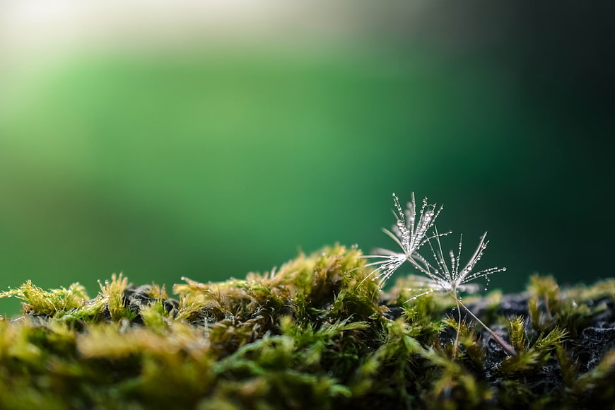 Macro shot of dandelion seeds with dewdrops on moss
