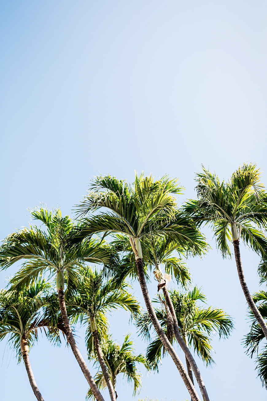 Low angle view of tall palm trees against clear blue sky