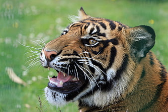 Close-up portrait of a snarling tiger cub in green grass