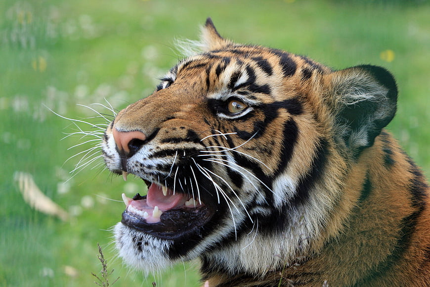 Close-up portrait of a snarling tiger cub in green grass