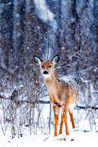 Doe standing in snowy forest during winter snowfall