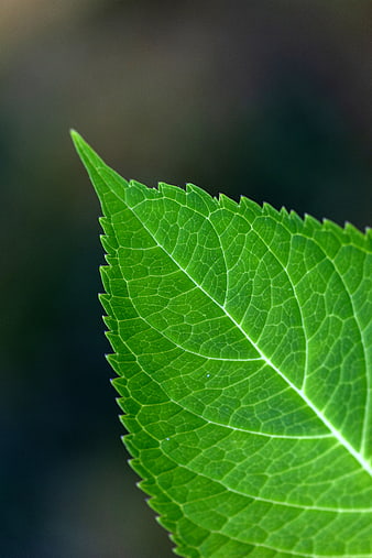 Close-up of vibrant green leaf with detailed veins and serrated edge