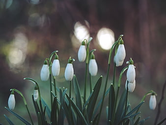 White Snowdrops Blooming in Early Spring Garden