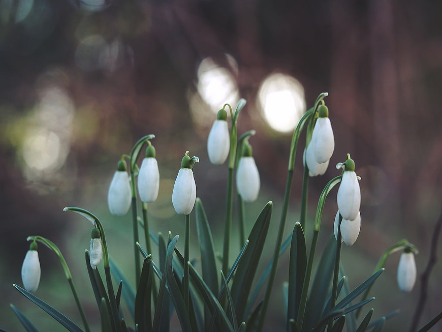 White Snowdrops Blooming in Early Spring Garden