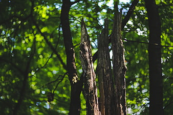 Dead tree trunk in lush green forest with bokeh background