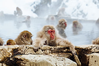 Japanese Macaque Relaxing in Snowy Hot Spring