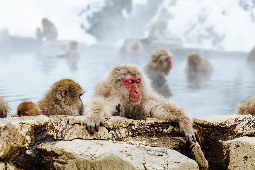 Japanese Macaque Relaxing in Snowy Hot Spring