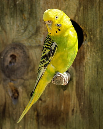 Yellow Budgerigar Perched on Wooden Post