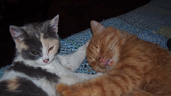 Calico kitten and orange tabby cat sleeping together on blue blanket