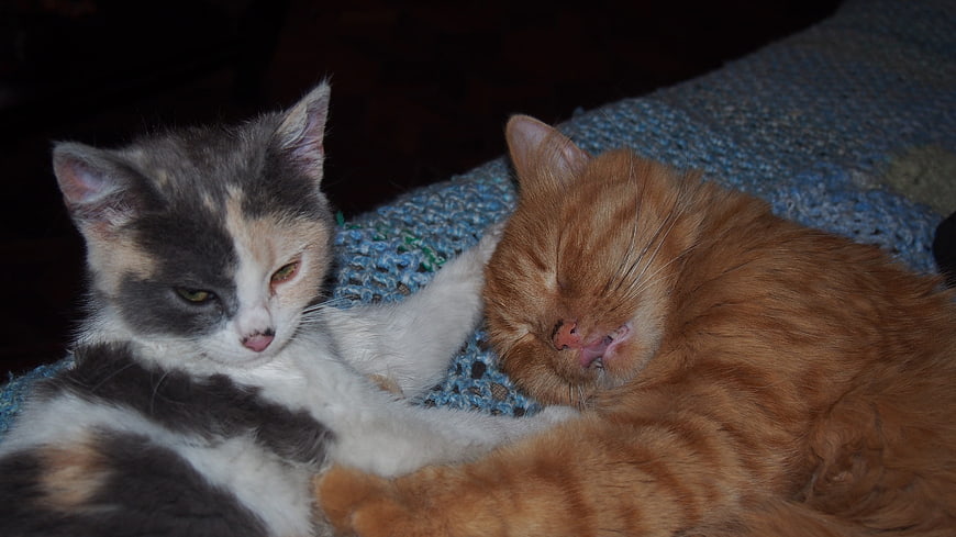 Calico kitten and orange tabby cat sleeping together on blue blanket